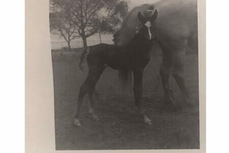 The genealogy of the “Four Horses” a gift from the Sharif of Mecca to Abbas Pasha the First
