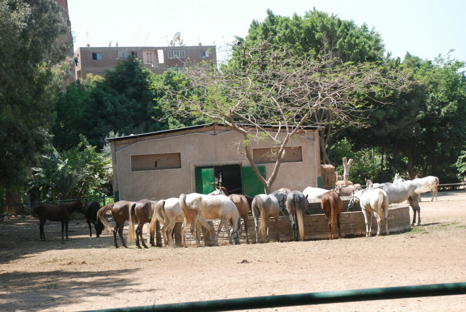 From the Hungarian expert’s nutrition program: “Too much food” hurts Arab horses