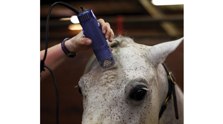 رسالة في خدمة الخيل والعناية بها.. قص شعر الحصان (5)