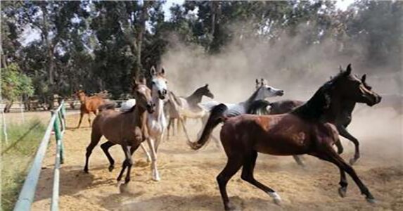 بصمات الأمير محمد على توفيق فى محطة الزهراء للخيول العربية