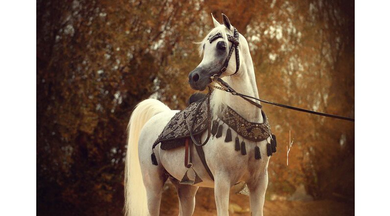 رسالة في خدمة الخيل والعناية بها.. زينة الحصان (3)