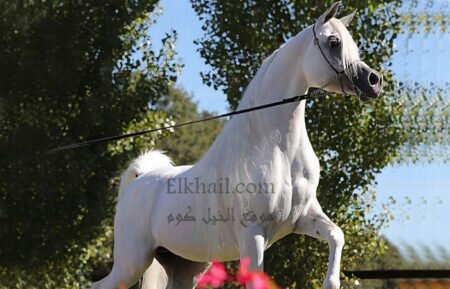 من أكبر مزرعة خيول عربية فى الدقهلية… شاهد أعرق السلالات: “الخيل العربي لا يقدر بثمن”