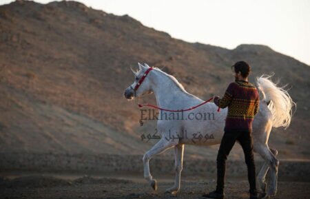 مالك مربط “الأندلس”: استخدم الخيول المكس علي الدماء المصرية للحصول علي زهرة من كل بستان