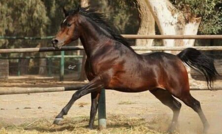 The superiority of the knocking horse the stallion at Prince Muhammad Ali Tawfiq