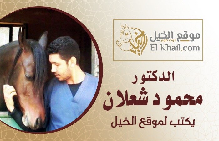 Mistakes that horse breeders make in the winter د / شعلان