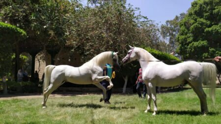 The veterinarian’s guide in the appearance of horses: examining the horses sold inside the stable