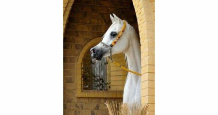 نفسية الخيول العربية الأصيلة.. ندوة افتراضية على جروب عشاق الخيل (1) نفسية الخيول العربية الأصيلة