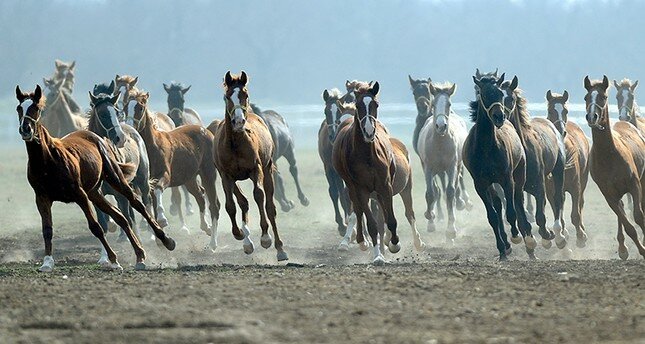 Thousands of horses in the procession of the Ottoman governor آلاف الخيول