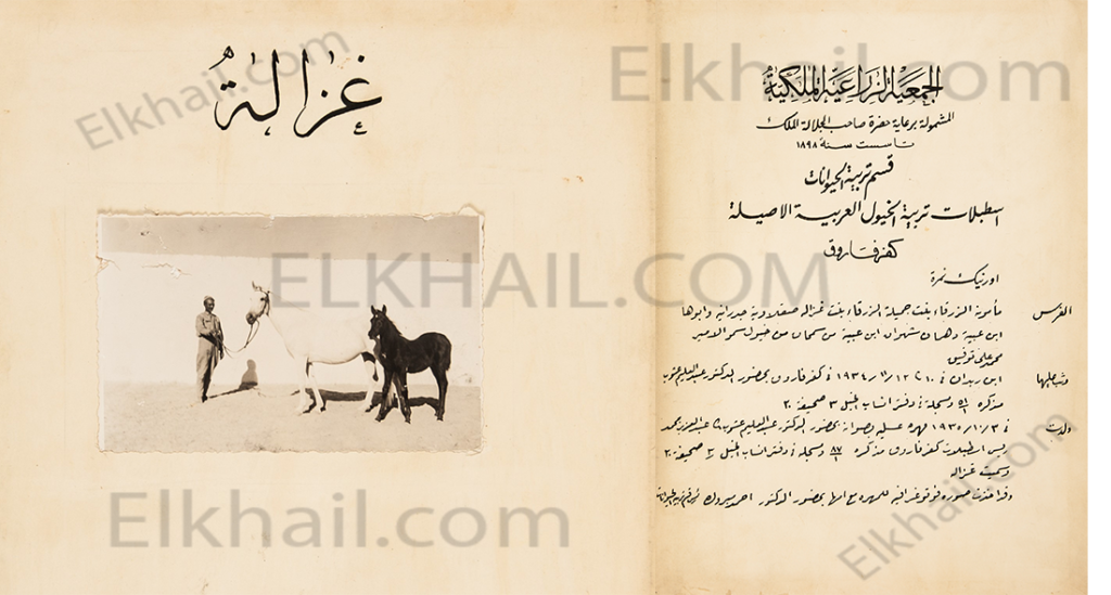 الفرسة غزالة العسلية غزالة