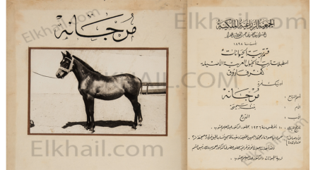 The red mare Marjana bobbed to the right مرجانة