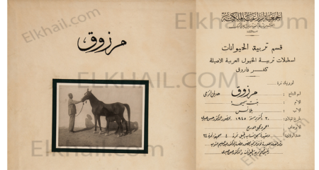 The horse Marzouk Mahjal Arba مرزوق