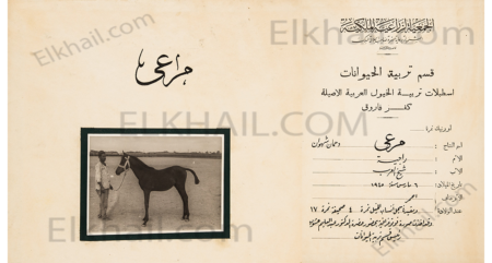 The horse “Marei”, the son of Sheikh Al-Arab مرعي