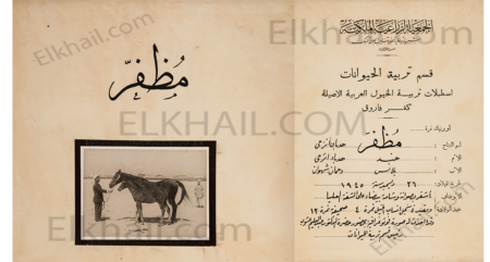 The horse Muzaffar with the white mole مظفر